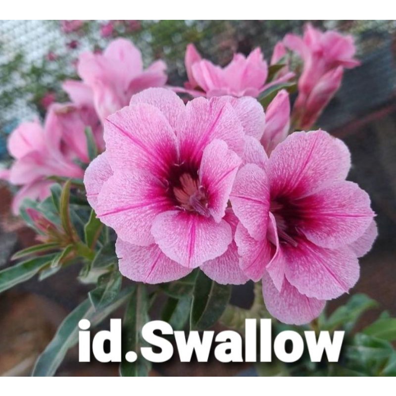 ADENIUM GRAFTING BUNGA TUMPUK / KAMBOJA JEPANG