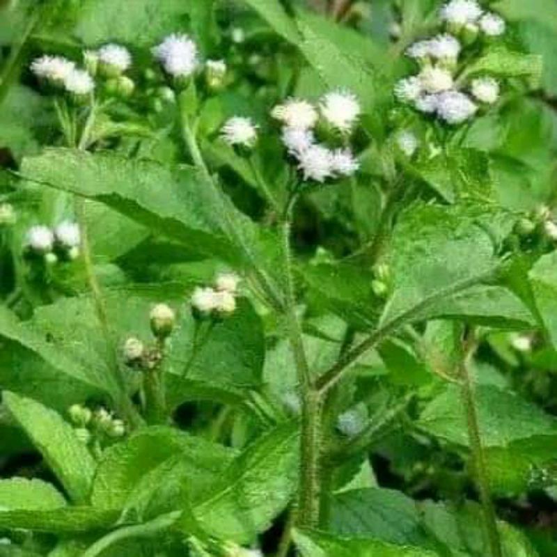 

Daun babadotan bandotan segar petik langsung 500 gram