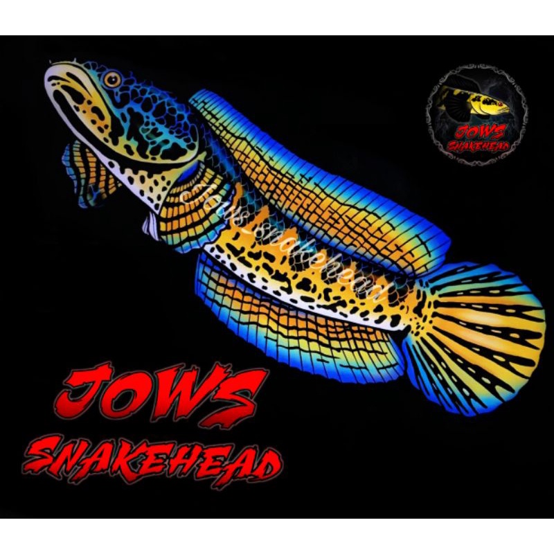 Channna auranti MURAH GRADE A+ (BUKAN IKAN PO)