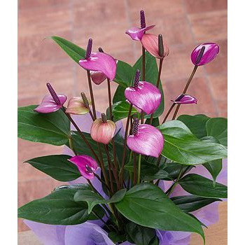 Tanaman anthurium bunga ungu-anthurium bunga-tanaman anthurium