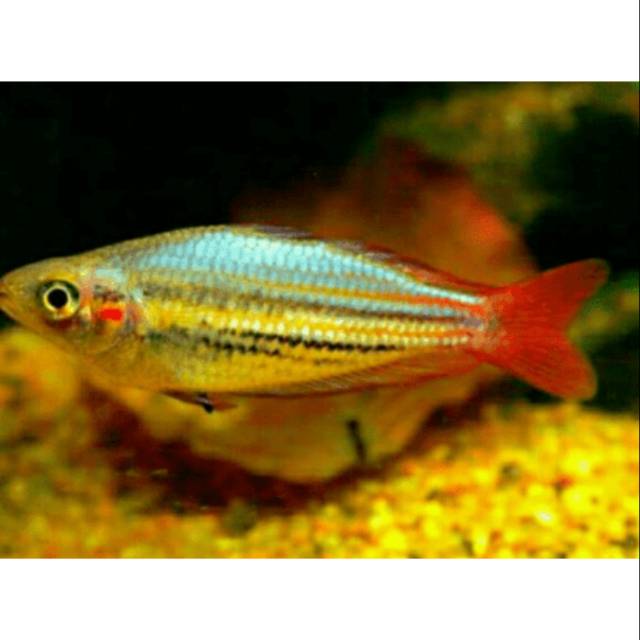 Ikan hias RAINBOW IRIAN MAKALOCI Aquascape