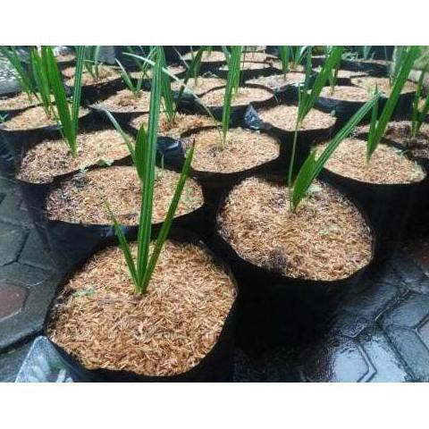 H3O CRAF BIBIT BUAH KURMA KL 1 SEPASANG ( 1 JANTAN DAN 1 BETINA )