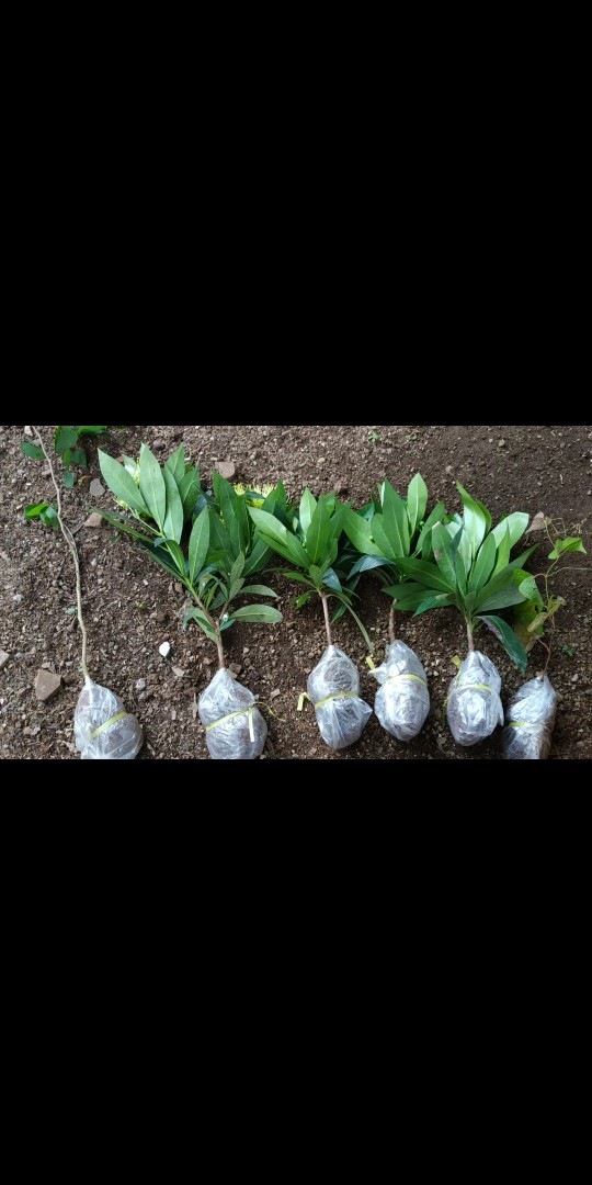 Xhantos Kuning 35-40cm