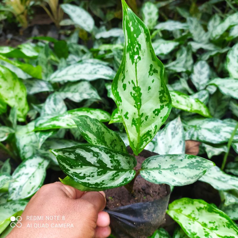 TANAMAN HIAS SRI REJEKI PUTIH