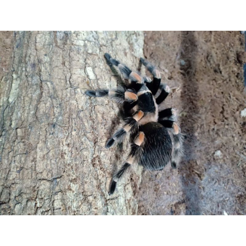 

Brachypelma Hammori