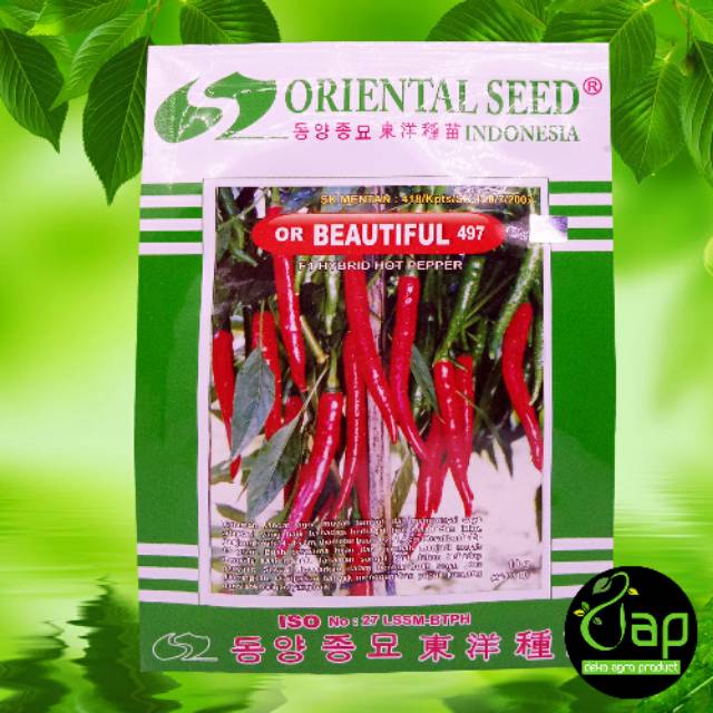 BENIH CABAI BESAR ORIENTAL SEED OR BEAUTIFUL 497 10GRAM