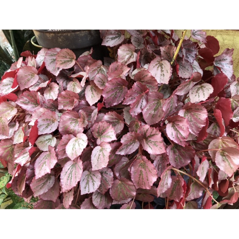 Tanaman Hias Begonia | Bunga Begonia