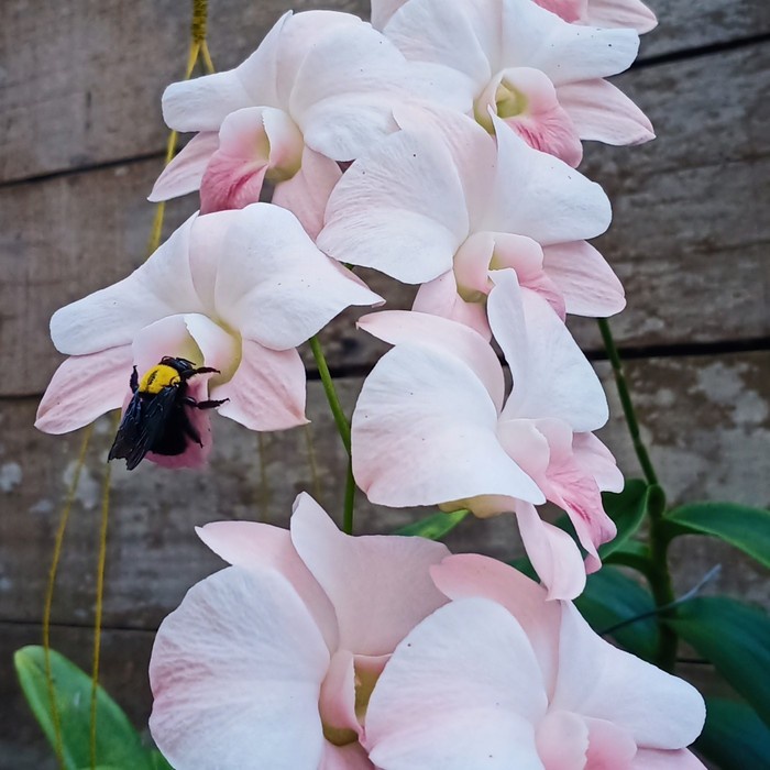 Anggrek Dendrobium Airy Peach Dewasa