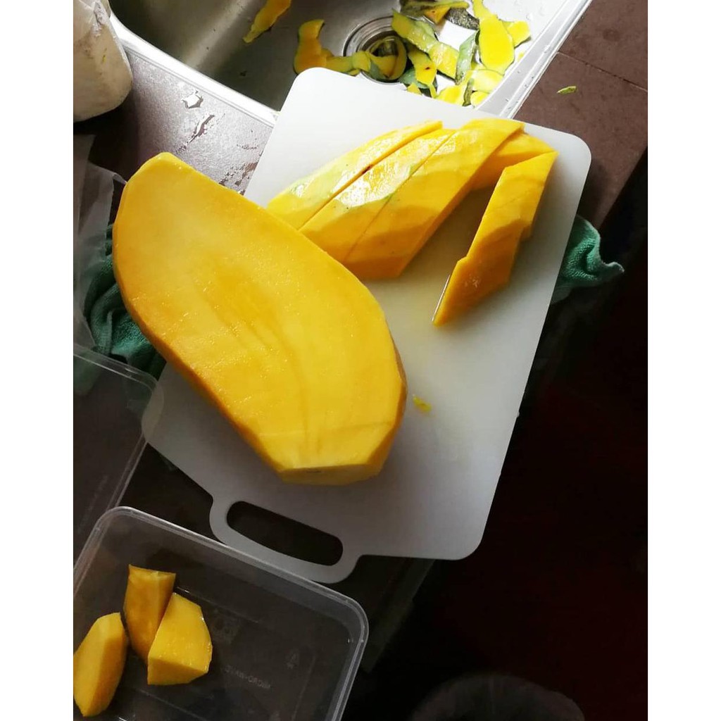 Asli Bibit Mangga Mahatir - Bibit Buah Mangga Mahatir - Bibit Buah Purworejo @_#