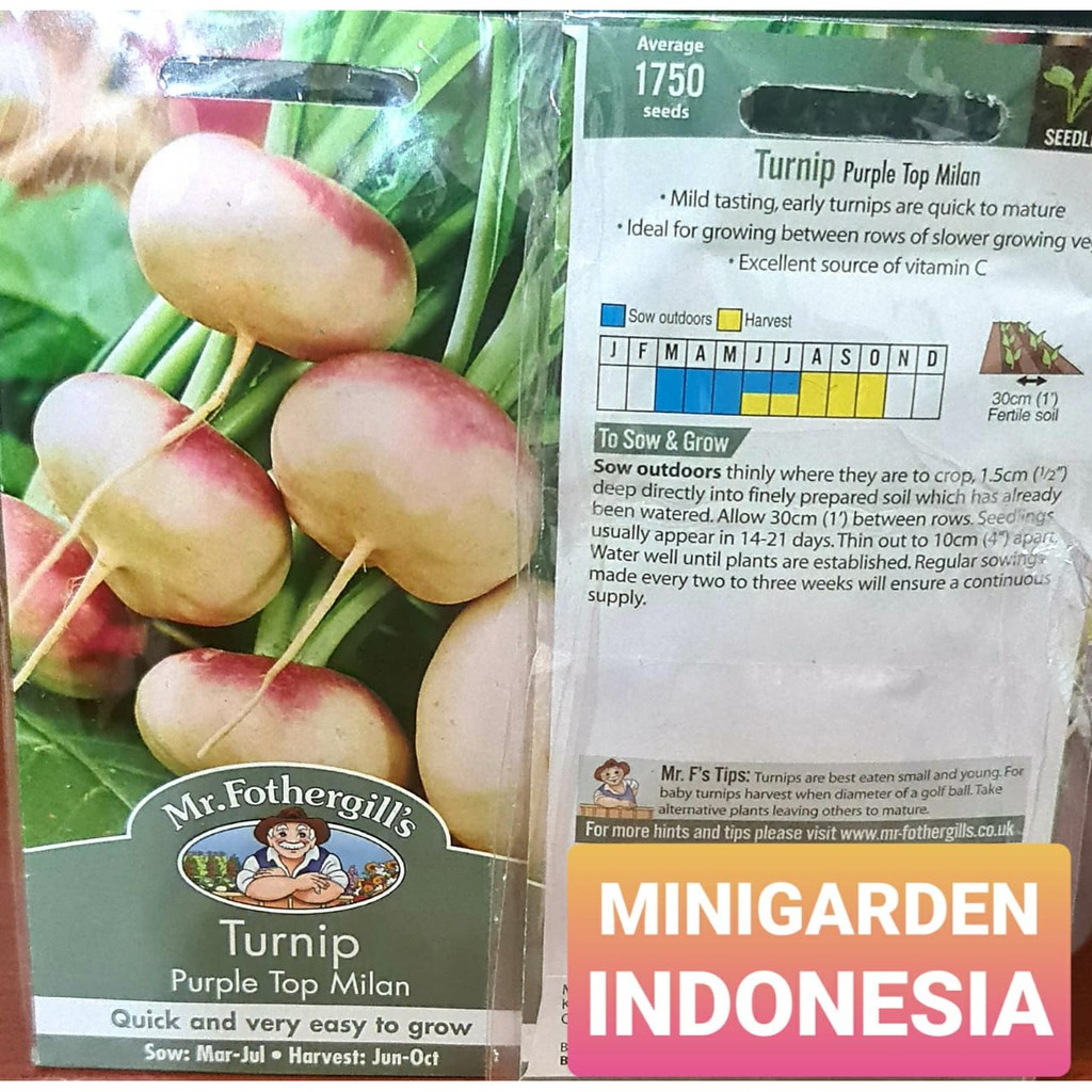 BENIH LOBAK TURNIP PURPLE TOP MILAN PACK 1750 BIJI bibit sayur lobak import f1 Fothergills