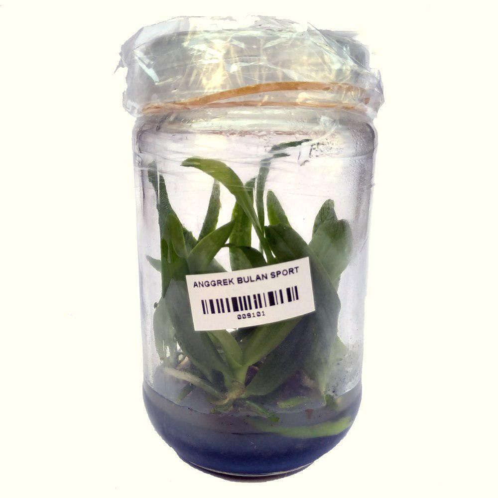 Bibit Anggrek Bulan Sport Botol Siap Tanam
