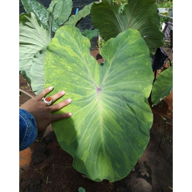Anakan Colocasia Midori Sour