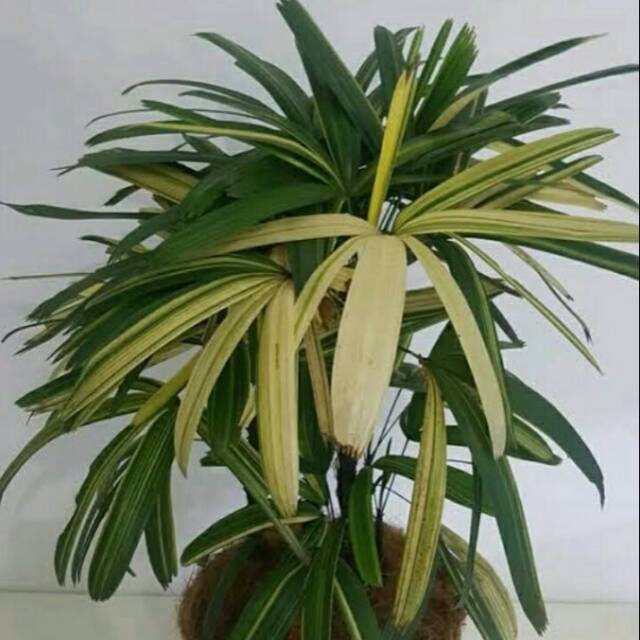 Tanaman hias palm regu varigata - tanaman hias palm waregu