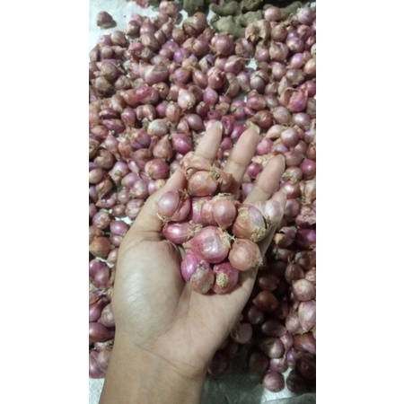 

bawang merah murah berkualitas