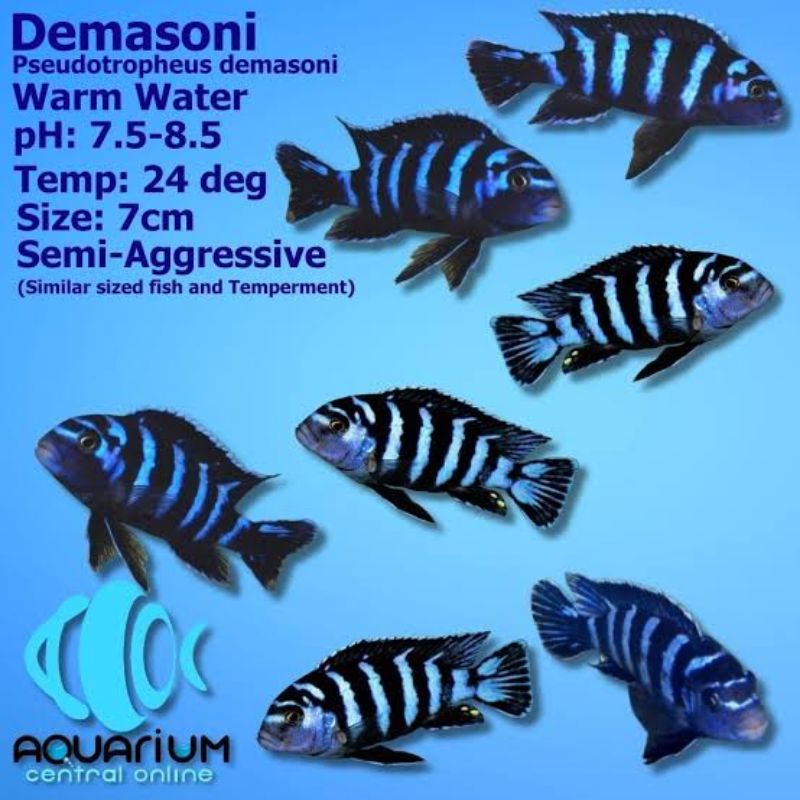 Ikan Hias Demasoni Cichlid