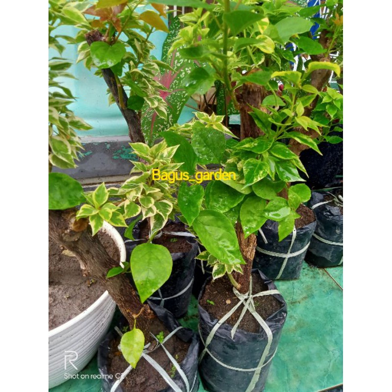 Bibit Bougenville 2&3 Warna batang besar