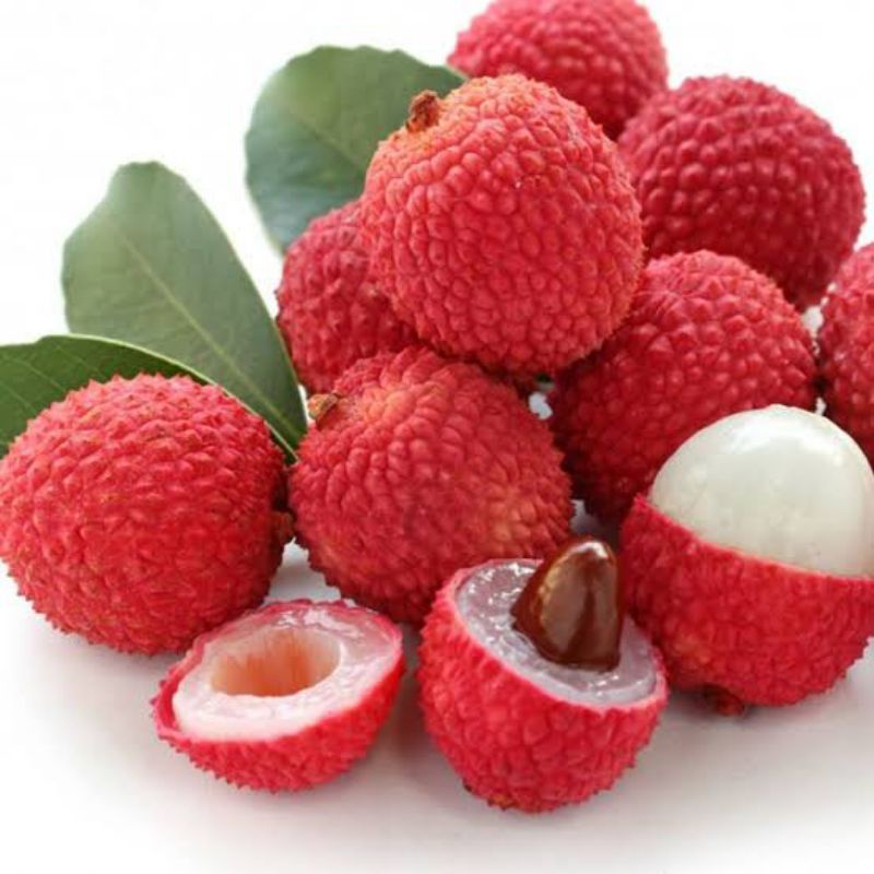 bibit buah leci merah cepat berbuah