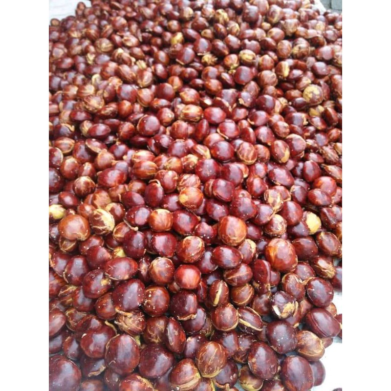 

jengkol tua super sortiran (500gm)