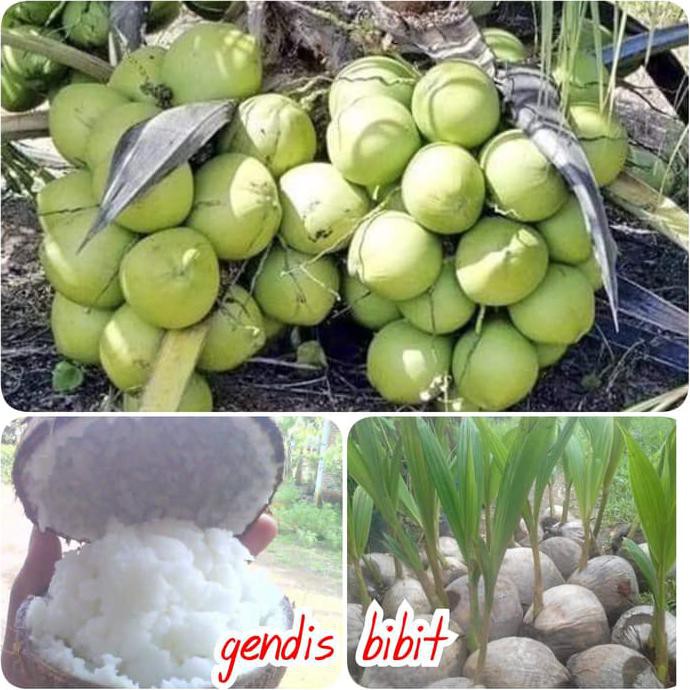 Bibit Kelapa Kopyor Super Genjah $$##