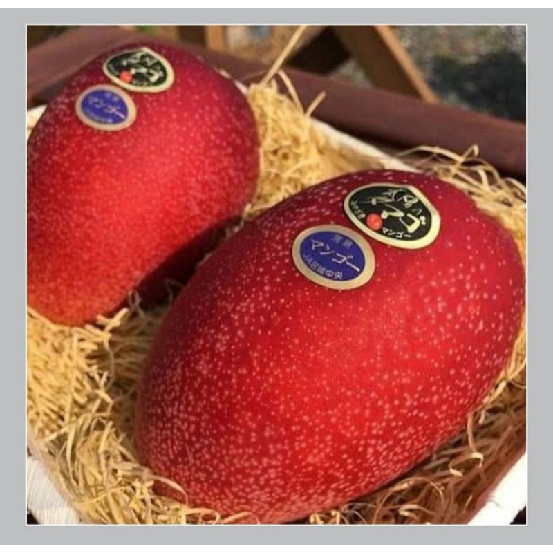 bibit mangga miyazaki