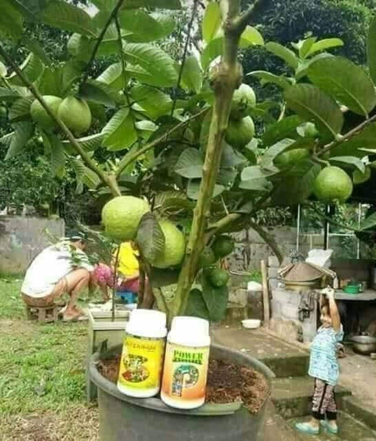 Pelebat Buah Power Nutrition Nasa