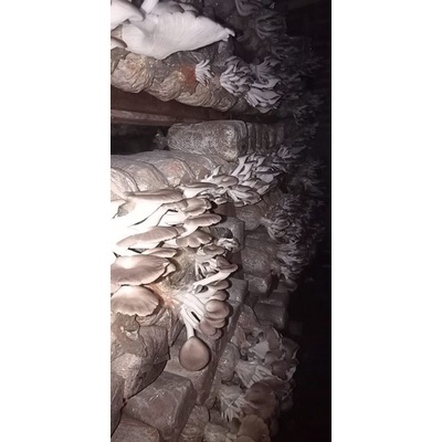 baglog Jamur tiram coklat/bibit jamur tiram coklat f3