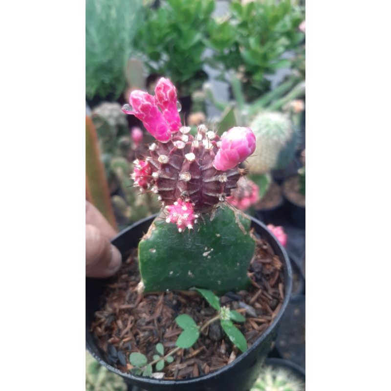 Kaktus Grafting Gymnocalycium Purple/Siklam