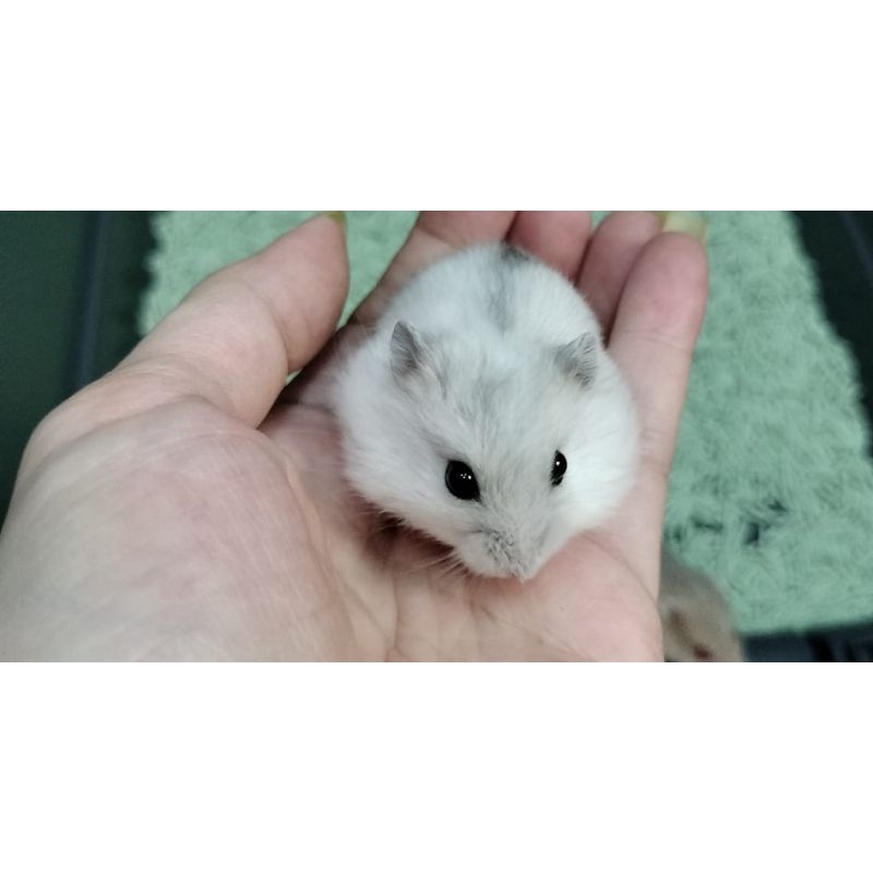 Hamster winter golden red eye, argente red eye ,sapphire black eye, white pearl black eye