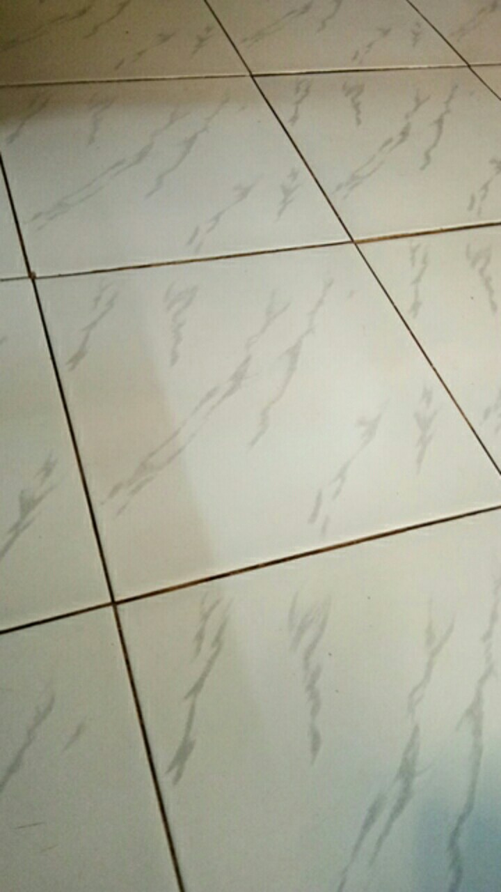 Seedling Anggrek Dendrobium