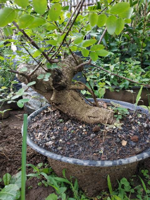 Bahan Bonsai Ileng Ileng Prospek Shopee Indonesia