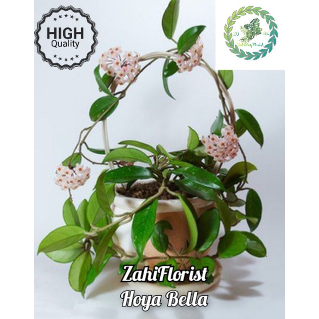 Tanaman Hias Gantung Hoya Bella / Tanaman Hias Gantung Hoya / Tanaman Hias Gantung Murah