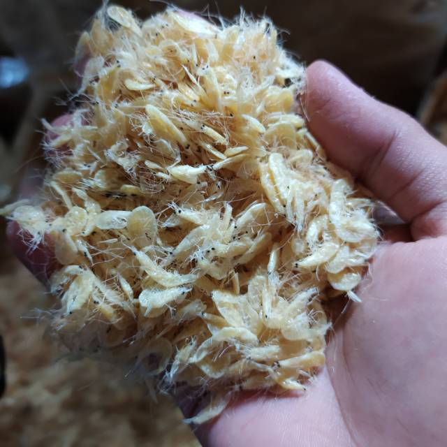 

Udang rebon