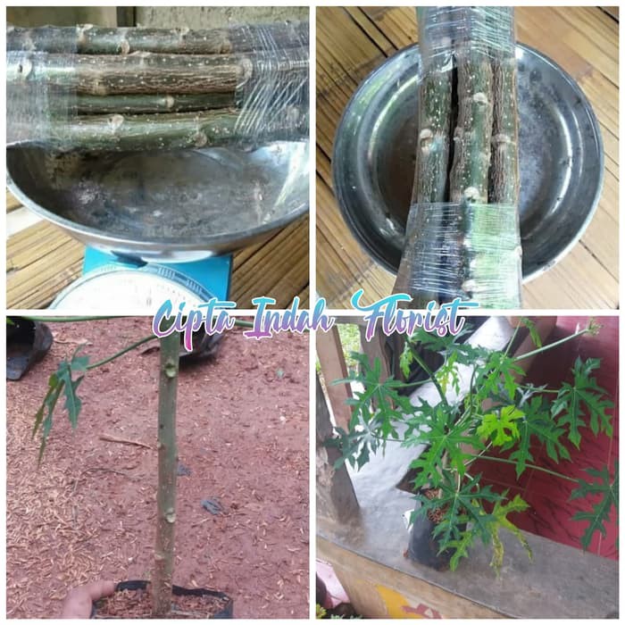 Pohon Paya Jepang | Bibit stek tanaman pepaya | Pepaya jepang