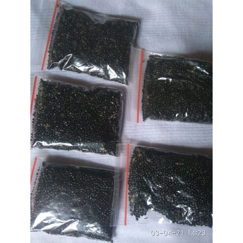 bibit ginseng red korea