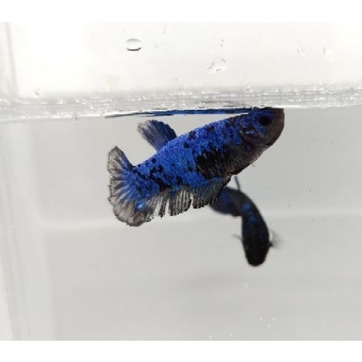 IKAN CUPANG FEMALE AVATAR GORDON GRADE