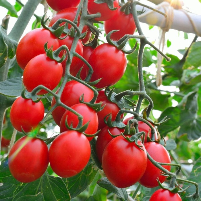 Benih Bibit Biji - Tomato (Plum) Principe Borghese Tomat Seeds - IMPORT