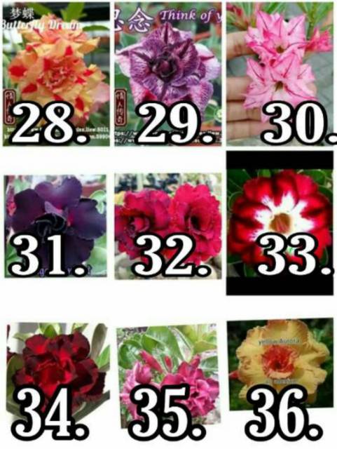 Paket 5 tanaman hias adenium bunga tumpuk ( Kamboja Jepang )-3