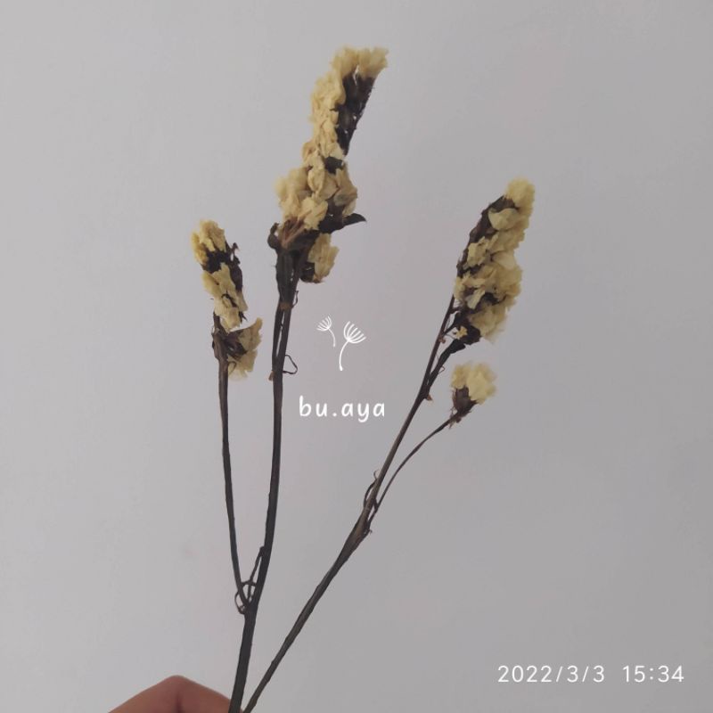 Dried Statice / Bunga Kering / Dried Flower Impor / Bunga Mahar