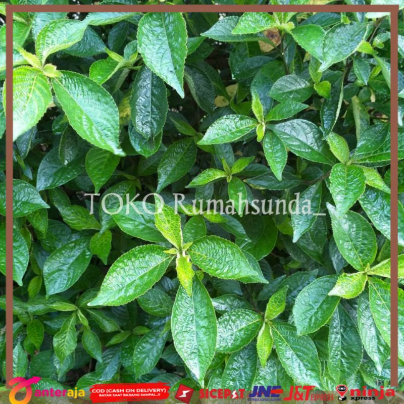 

Promo daun kejibeling segar Herbal daun kejibeling ( 500gram )