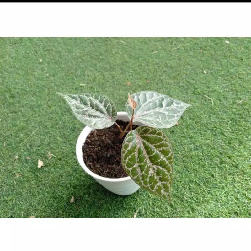 Tanaman Hias Hidup Sirih Gading Merah