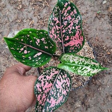 Aglonema Pink Dalmation