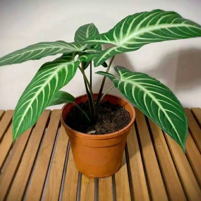 tanaman hias caladium lindenii antasoma