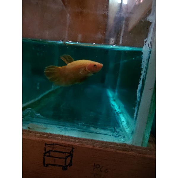 ikan cupang yellow banana