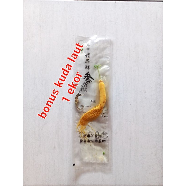 

Ginseng Merah Korea 100% Original 100gram Bonus kuda laut 2 ekor