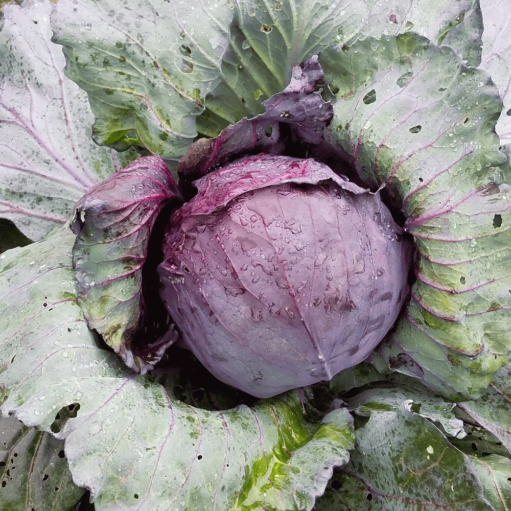 10 Bibit Kol Kubis Ungu F1 Hibrida Scarlet Benih Sayuran Cabbage Tanaman Sayur Known You Seed