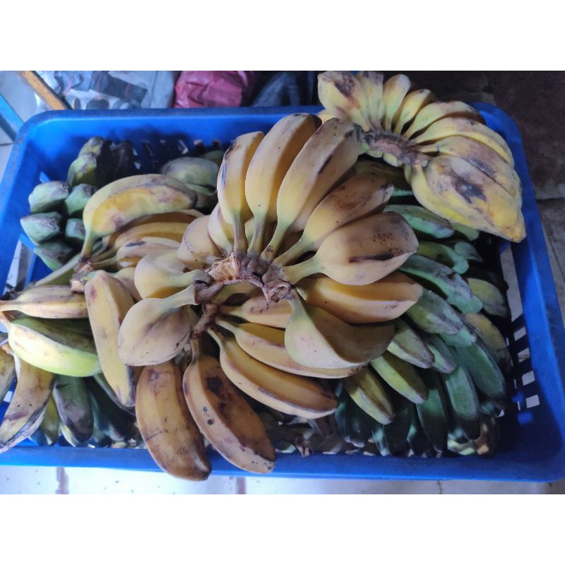 Pisang kepok pontianak 25.000/ kg