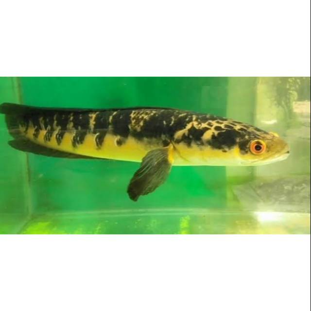 Ikan Channa Ys Sentarum Channa Maru Ikan Chana Sentarum Snakehead Gabus