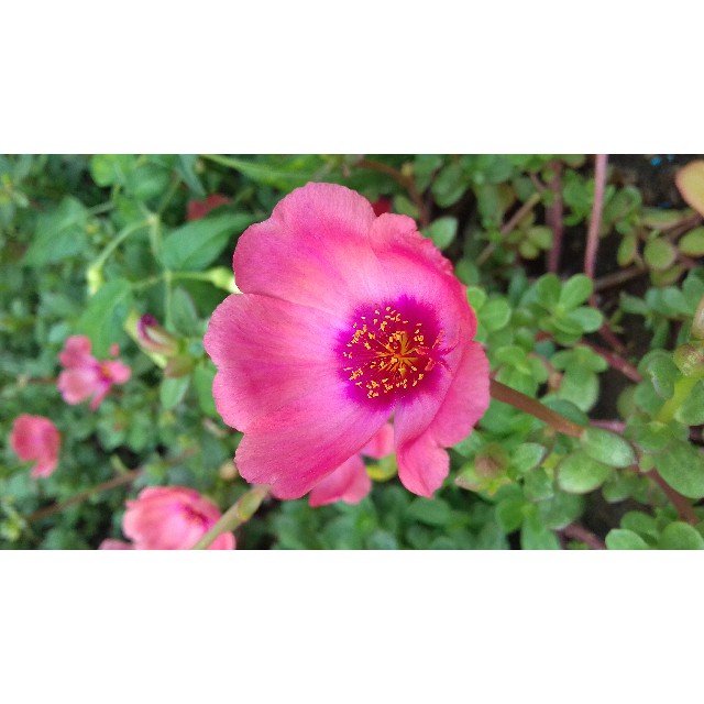 PROMO Bunga  Krokot  Mossrose Dunna Jambul Impor Bunga  pukul 