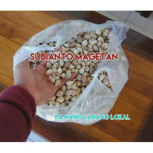 

Bawang Lanang / Tunggal Asli Lokal Magetan Bukan Impor 1 kg