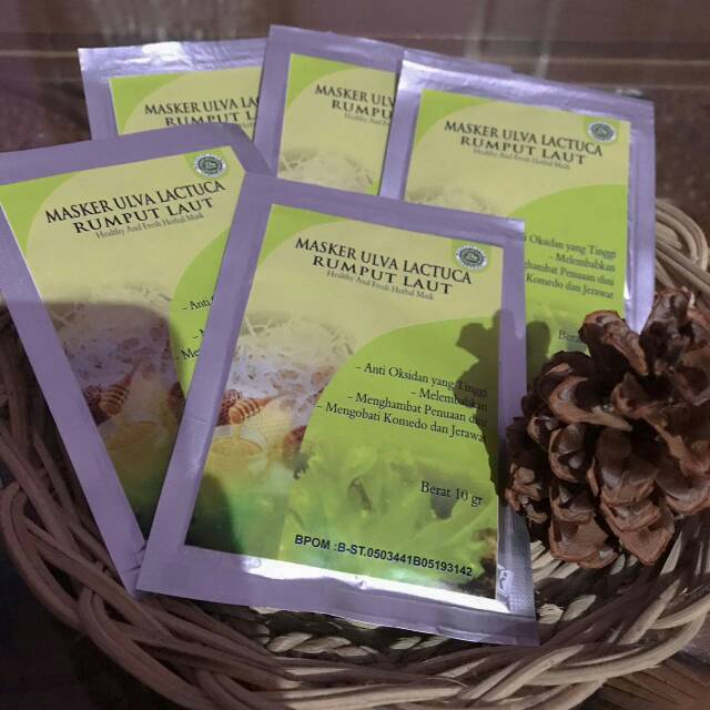 MASKER ULVA LACTUCA RUMPUT LAUT